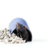 Paper Pet Bedding Absorption Corp Natural-5