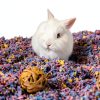 Natural Paper Pet Bedding by Absorption Corp Pet Supplies-2