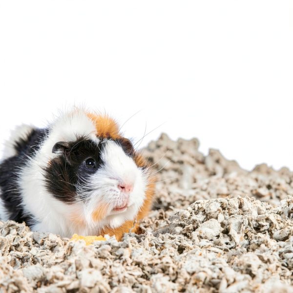 Paper Pet Bedding Absorption Corp Natural-3