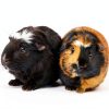 Natural Paper Pet Bedding by Absorption Corp Pet Supplies-6