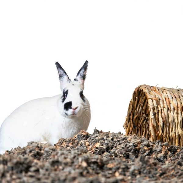 Paper Pet Bedding Absorption Corp Natural-4