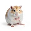 Niteangel Small Pet Desert Sand Bathing Sand 2.5LB/40oz Desert Sand-1